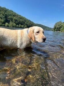 Yellow Labrador Retriever