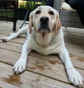 Yellow Labrador Retriever