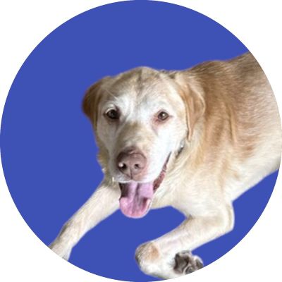Yellow Labrador Retriever