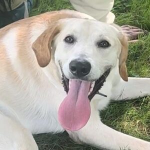 Yellow Labrador Retriever