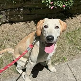 Yellow Labrador Retriever