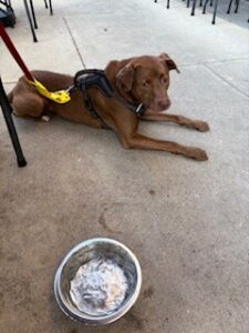 Chocolate Labrador Retriever