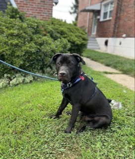 Chocolate Labrador Retriever Mix