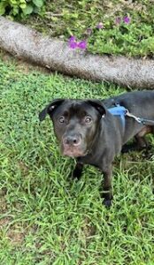 Chocolate Labrador Retriever Mix