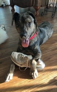 Catahoula/Labrador Mix