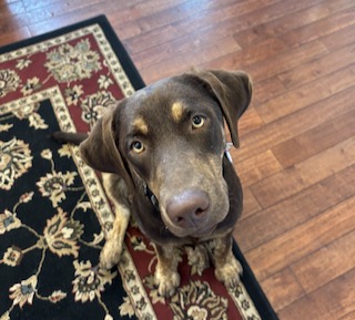 Chocolate Labrador Retriever