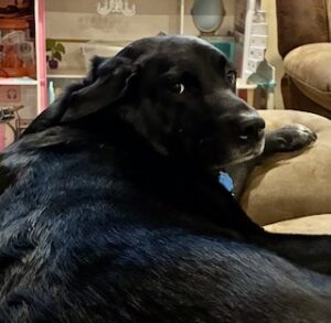 Black Labrador/Pyrenees Mix