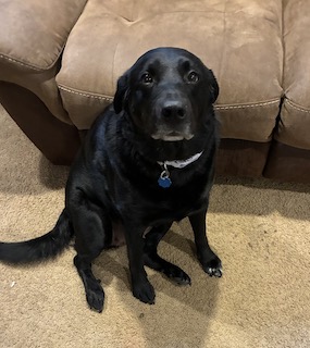 Wilma Black LabradoGreat Pyrenees Mix Female 4.5 Years Old