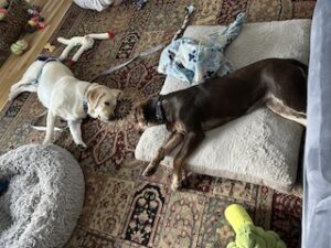 Chocolate Labrador Retriever