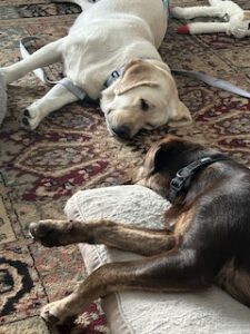 Chocolate Labrador Retriever