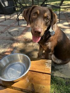 Chocolate Labrador Retriever