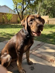 Chocolate Labrador Retriever