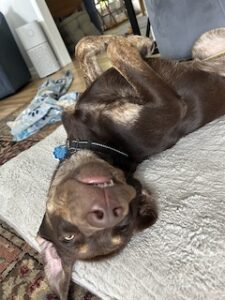 Chocolate Labrador Retriever