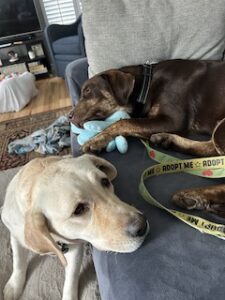 Chocolate Labrador Retriever