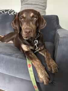 Chocolate Labrador Retriever
