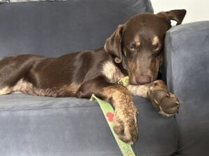 Chocolate Labrador Retriever