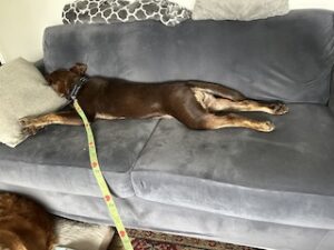 Chocolate Labrador Retriever