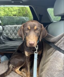 Chocolate Labrador Retriever