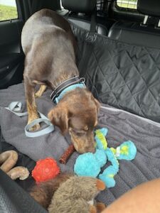 Chocolate Labrador Retriever