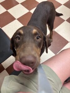 Chocolate Labrador Retriever
