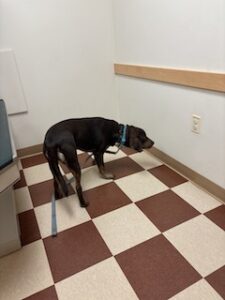 Chocolate Labrador Retriever