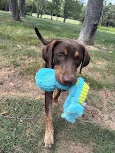 Chocolate Labrador Retriever