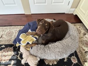 Chocolate Labrador Retriever