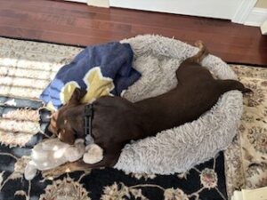 Chocolate Labrador Retriever