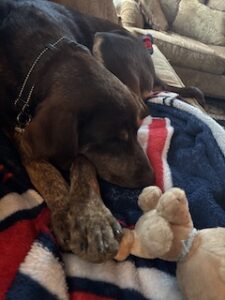 Chocolate Labrador Retriever