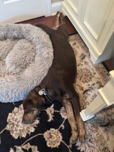 Chocolate Labrador Retriever