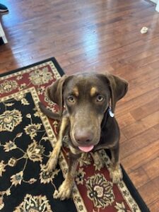 Chocolate Labrador Retriever
