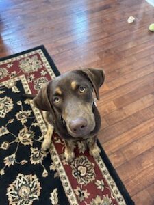 Chocolate Labrador Retriever