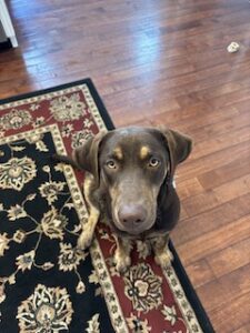Chocolate Labrador Retriever