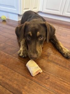 Chocolate Labrador Retriever