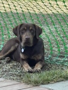 Chocolate Labrador Retriever