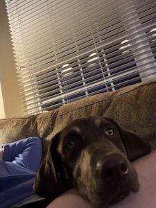 Chocolate Labrador Retriever