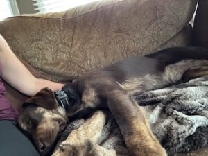 Chocolate Labrador Retriever