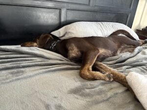 Chocolate Labrador Retriever