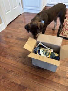 Chocolate Labrador Retriever