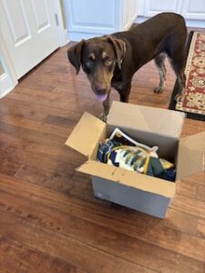 Chocolate Labrador Retriever