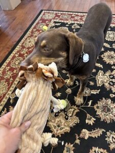 Chocolate Labrador Retriever