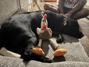 Black Labrador Retriever Mix
