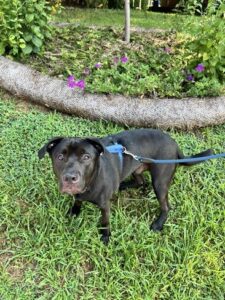 Black Labrador Retriever Mix