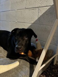 Black Labrador Retriever Mix