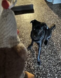 Chocolate Labrador Retriever Mix