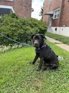 Chocolate Labrador Retriever Mix