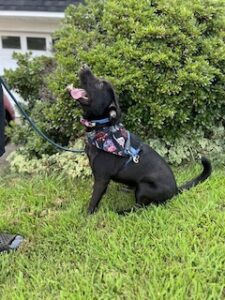 Chocolate Labrador Retriever Mix