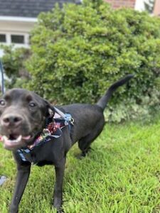 Chocolate Labrador Retriever Mix