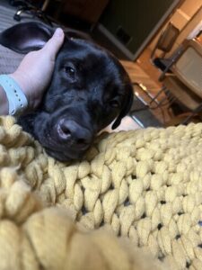Chocolate Labrador Retriever Mix