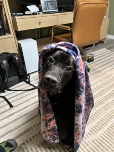 Chocolate Labrador Retriever Mix